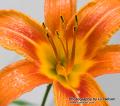 _IGP5870 day lily closeup